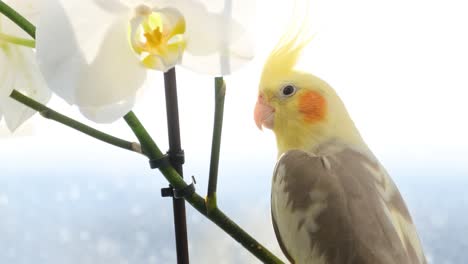 closeup of a cockatiel parrot sitting on a branch of flowers closeup of a cockatiel parrot sitting on a branch of flowers the bird looks directly into the camera with bright orange and yellow feathers