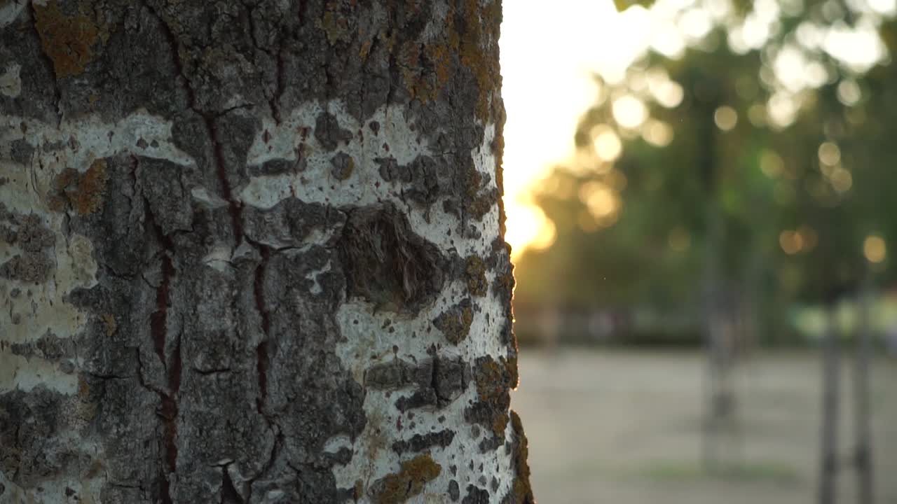 primer plano del pedestal hacia abajo de la corteza de los árboles durante la puesta de sol