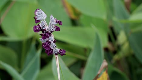 tropical purple flower