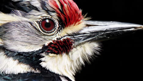 close-up of a woodpecker's head with vibrant feathers