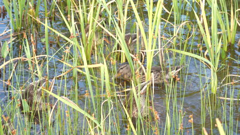 mallard ducks feeding in a grass water bed, flipping upside down