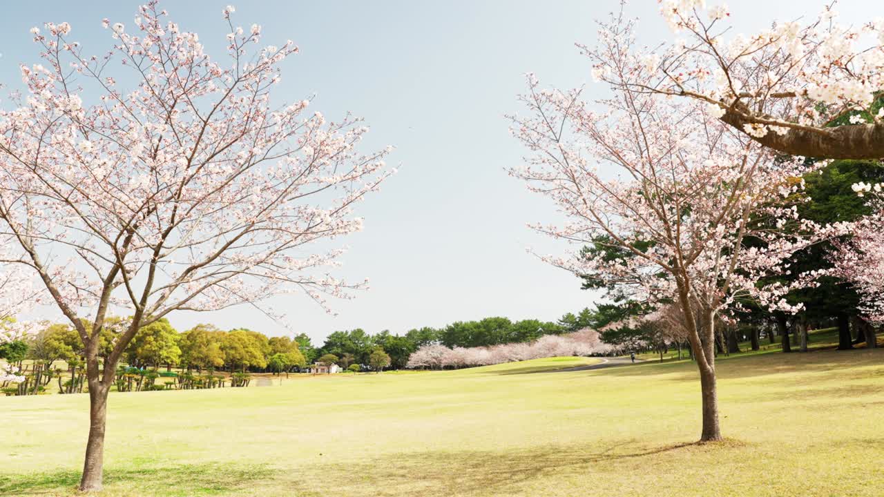 체리 꽃 나무 가 있는 큰 공원 광장