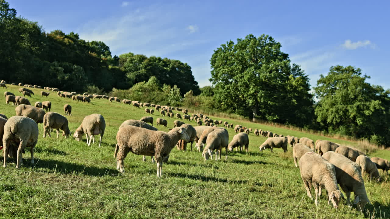 Pecore al pascolo in un campo verde. Un gregge di pecore soffici a passeggio. Pecore che pascolano all'aperto in un prato verde.
