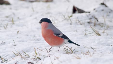 eurasian bullfinch in winter near bird feeder eating sunflower seeds with other birds