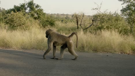 Mono-Babuino-Caminando-Por-La-Carretera-Asfaltada-En-El-Parque-Nacional-Kruger,-Sudáfrica,-Cámara-Lenta-De-Fotograma-Completo-De-Animal-Libre