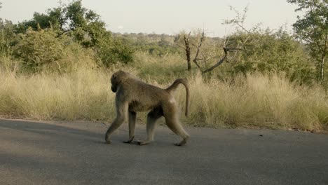 baboon monkey walking on asphalt road in kruger national park, south africa, full frame slow motion of free animal