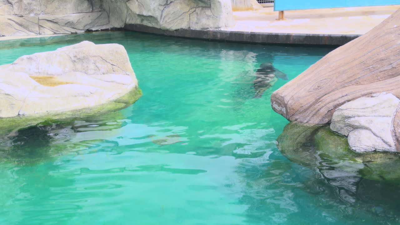 Seal gracefully swims in circles in crystal clear water surrounded by large rocks in a zoo enclosure. Peaceful and natural aquatic behavior
