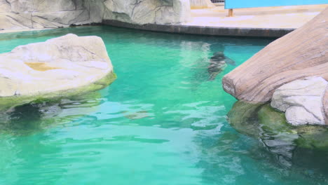 seal gracefully swims in circles in crystal clear water surrounded by large rocks in a zoo enclosure. peaceful and natural aquatic behavior