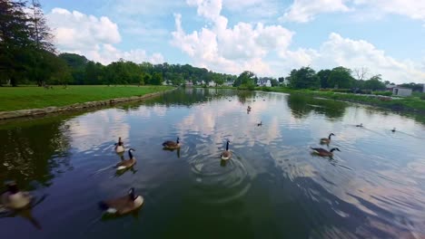 Goose-swimming-in-a--pond.