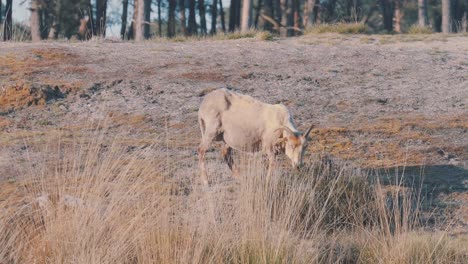 Große-Weiße-Ziege,-Die-Gras-Auf-Dem-Land-Frisst