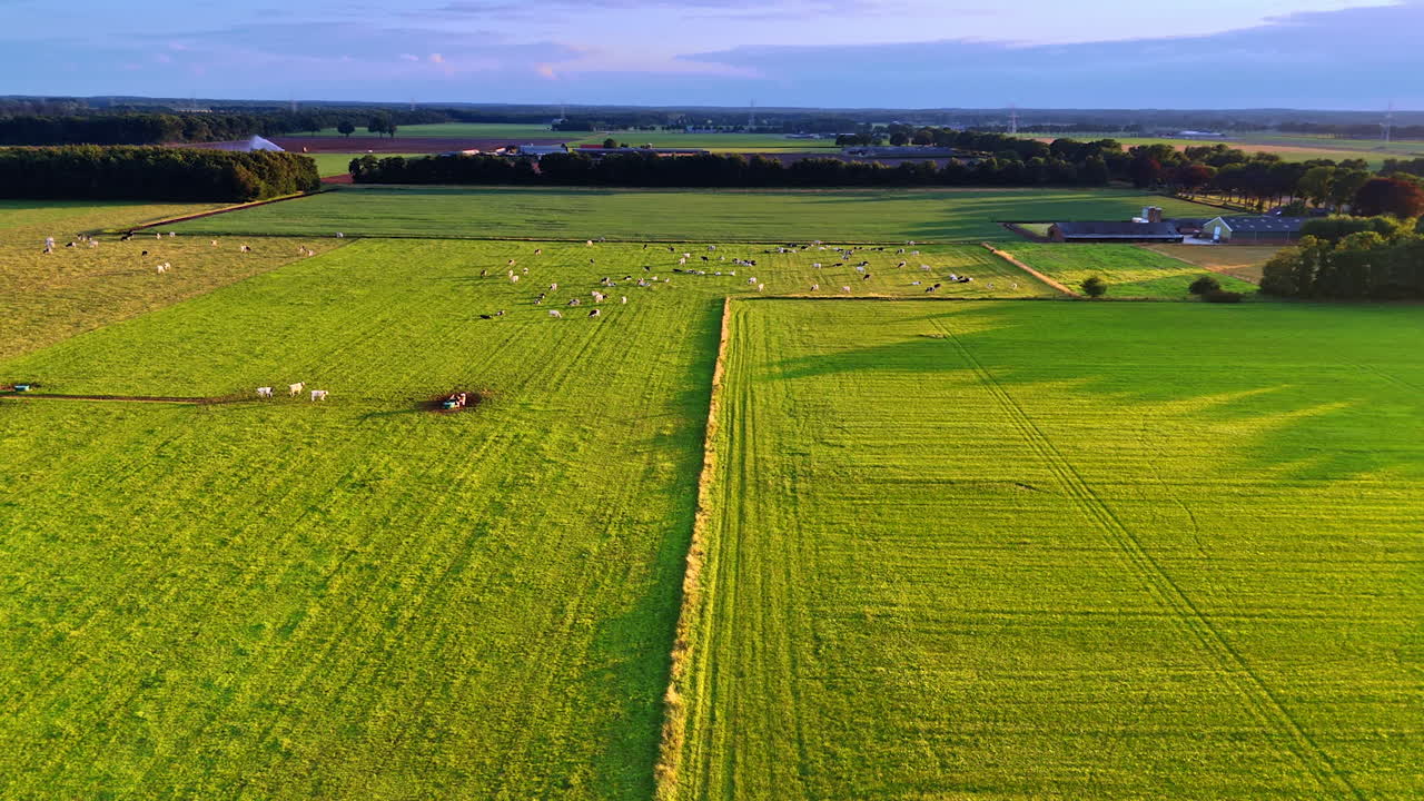 A herd of cows grazing on the vast field. Drone flight over the farmlands at sunset time