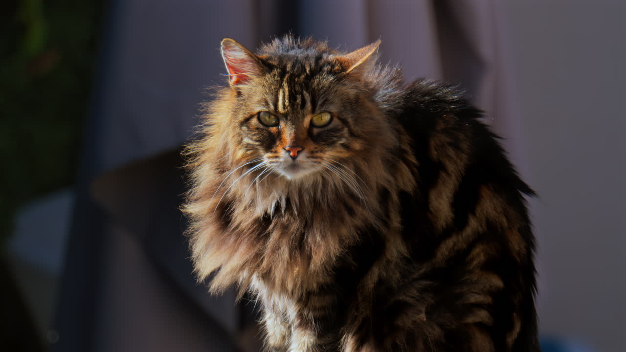 Primo piano di un gatto marrone e nero su uno sfondo sfocato