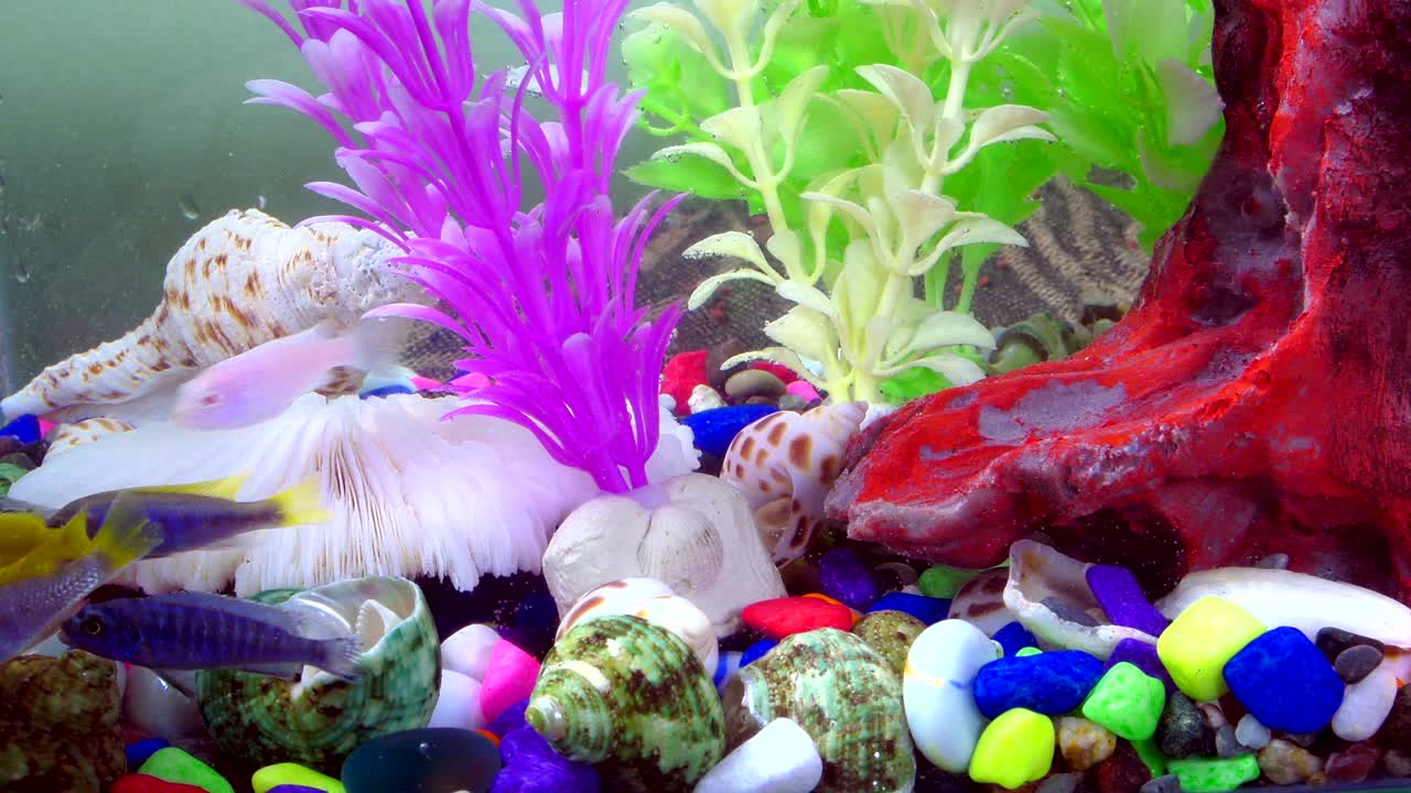 peces bajo el agua en un acuario colorido