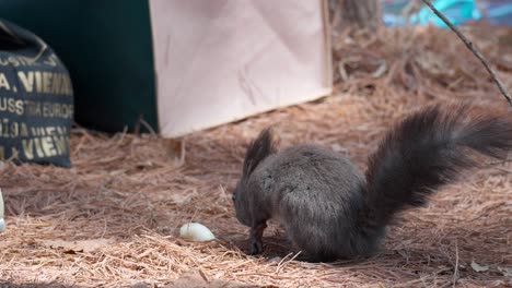 hand of the girl feeding eurasian gray squirrel with rice cake