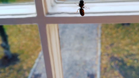 Yellowjacket-Läuft-Vorwärts-Auf-Einem-Fenster,-Aufgenommen-In-Zeitlupe