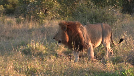 Un-León-Macho-Pasa-Con-El-Vientre-Colgando-Debido-Al-Estómago-Lleno.