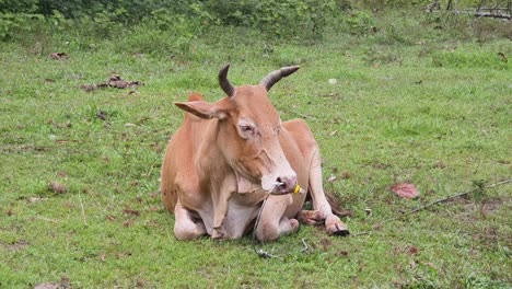 cow resting in a field