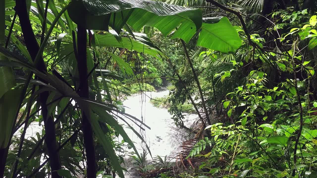 rápido río tropical visto a través de las hojas en la selva tropical