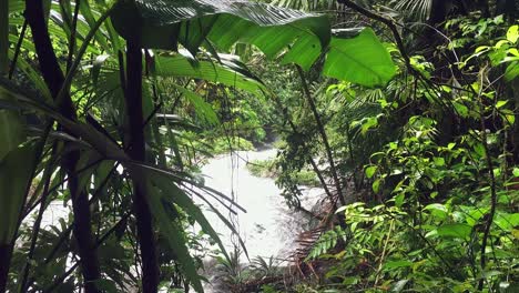 fast tropical river seen through the leaves in rainforest