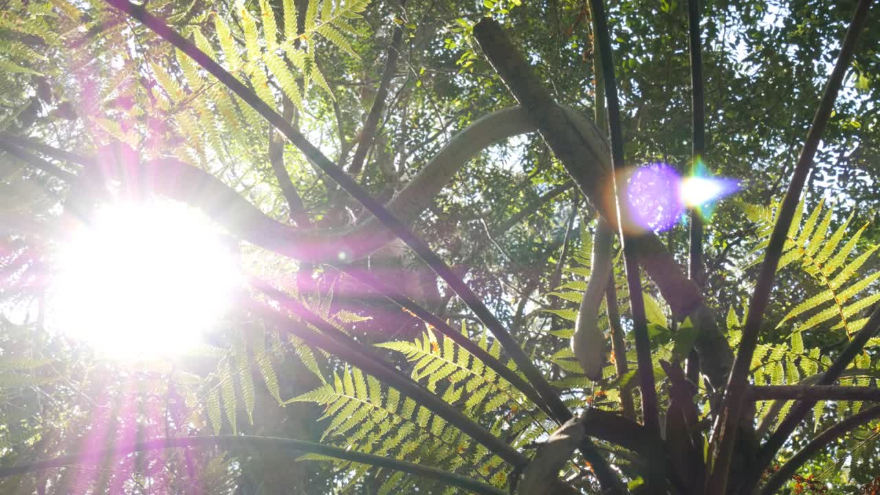 serpiente pitón de diamante no venenosa australiana