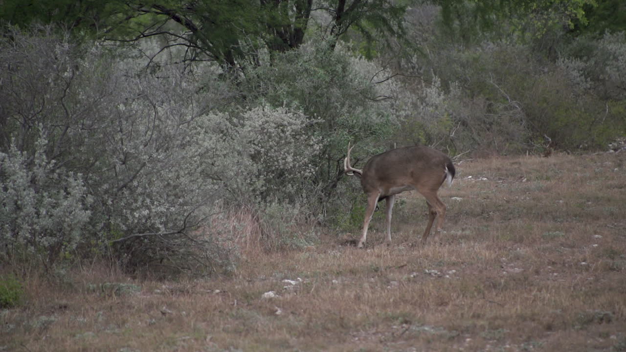 whitetail buck feeding on the edge of a road Texas