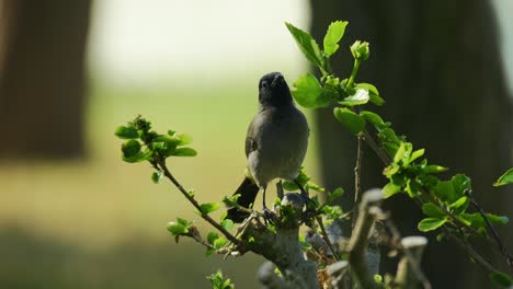 Kleiner-Süßer-Spatz-Sitzt-Auf-Einem-Baumast,-Weicher-Grüner-Und-Gelber-Hintergrund