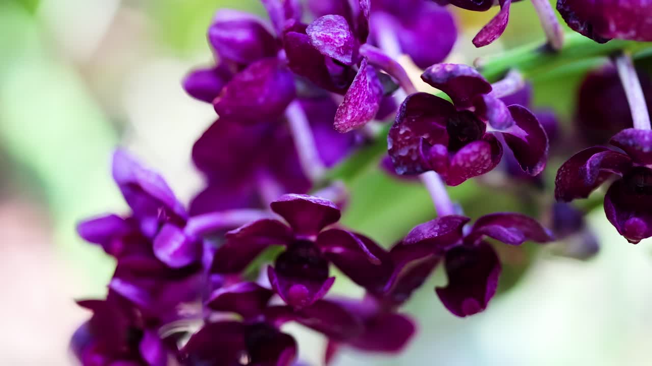 Detailed view of vibrant purple orchid flowers with lush green background.