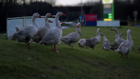 greylag geese with lorry passing behind