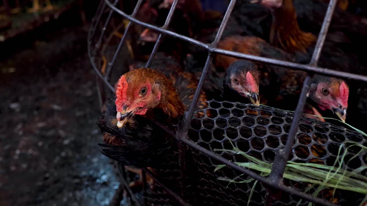 이 동굴에 혀서 괴로워하는 것 같네요