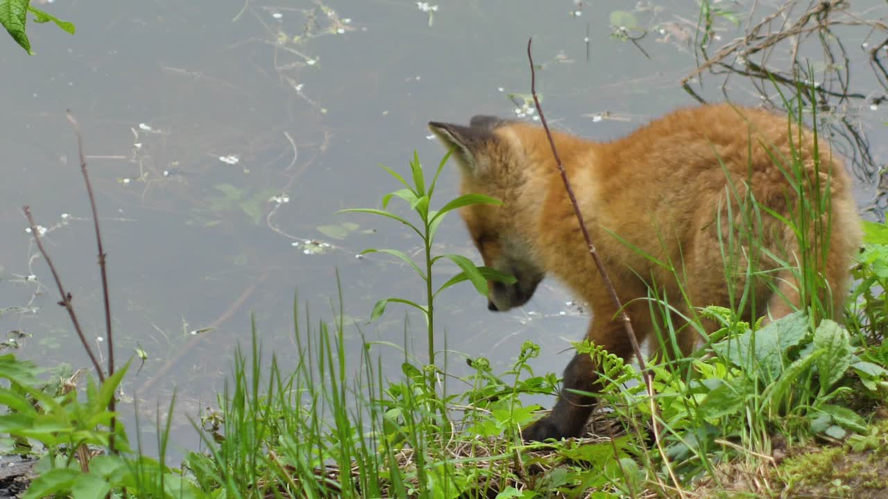 милый детеныш лисицы стоит в траве и смотрит в камеру