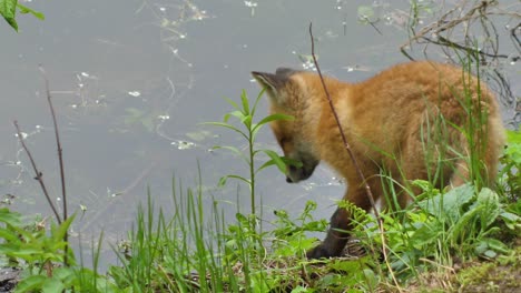 cute red fox cub stands in the grass and looks at the camera