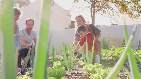 children helping parents to look after vegetables on allotment