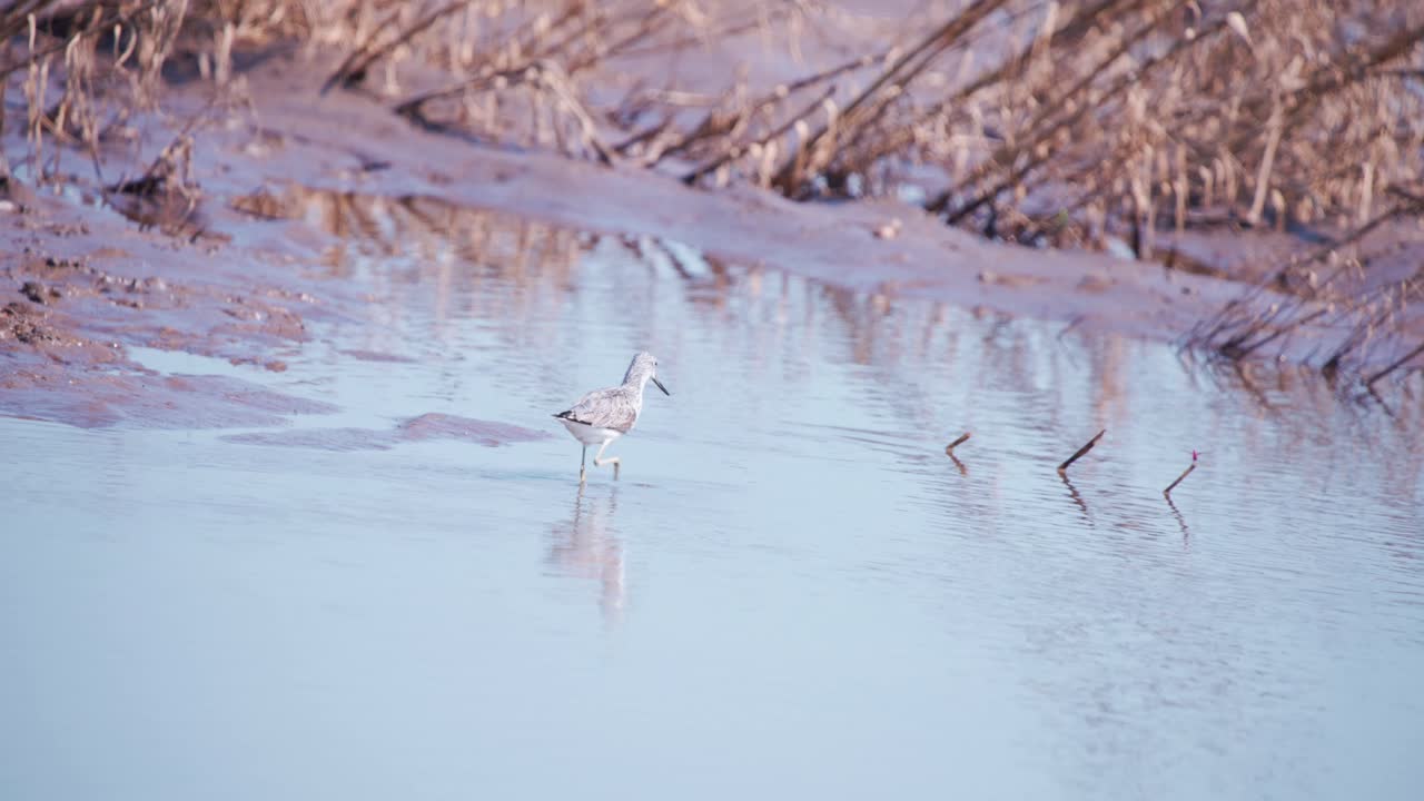 Common Greenshank wader bird wading in water along muddy river shore