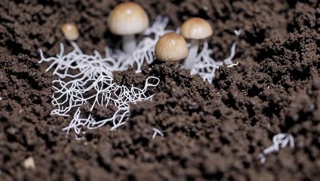mushrooms and mycelium growing in soil