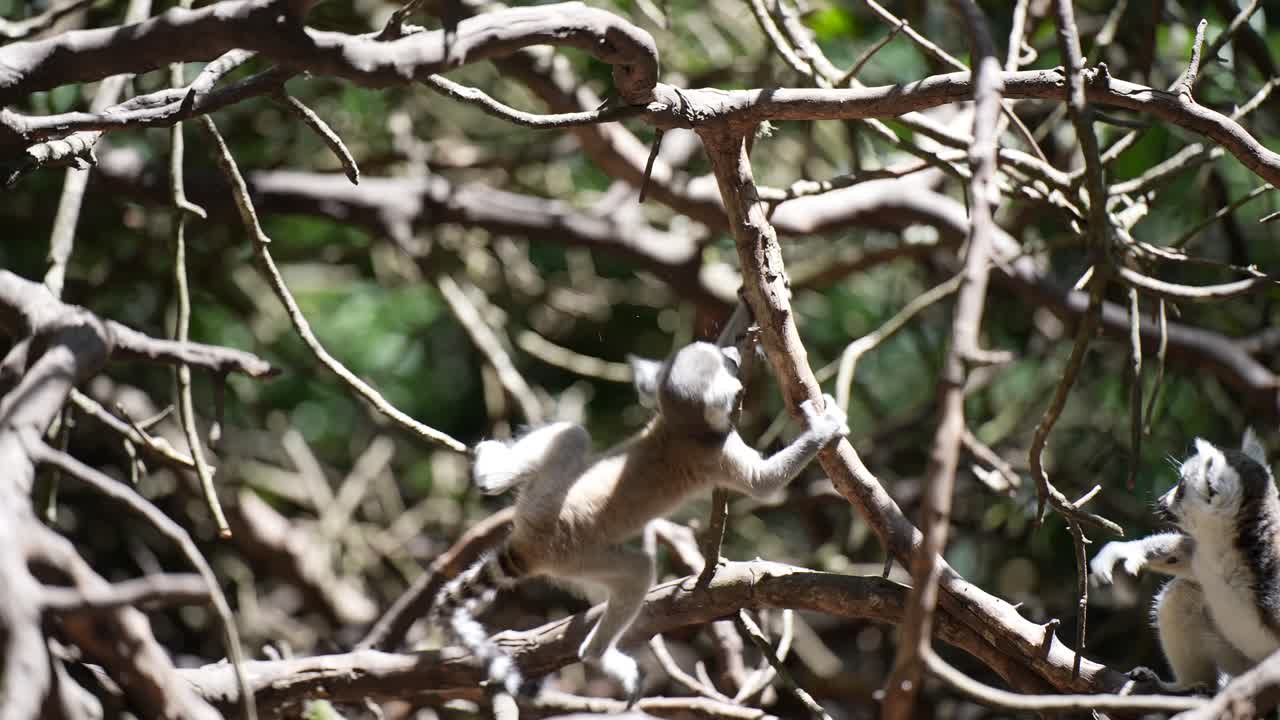 bebé lémur de cola anillada jugando en la selva de madagascar