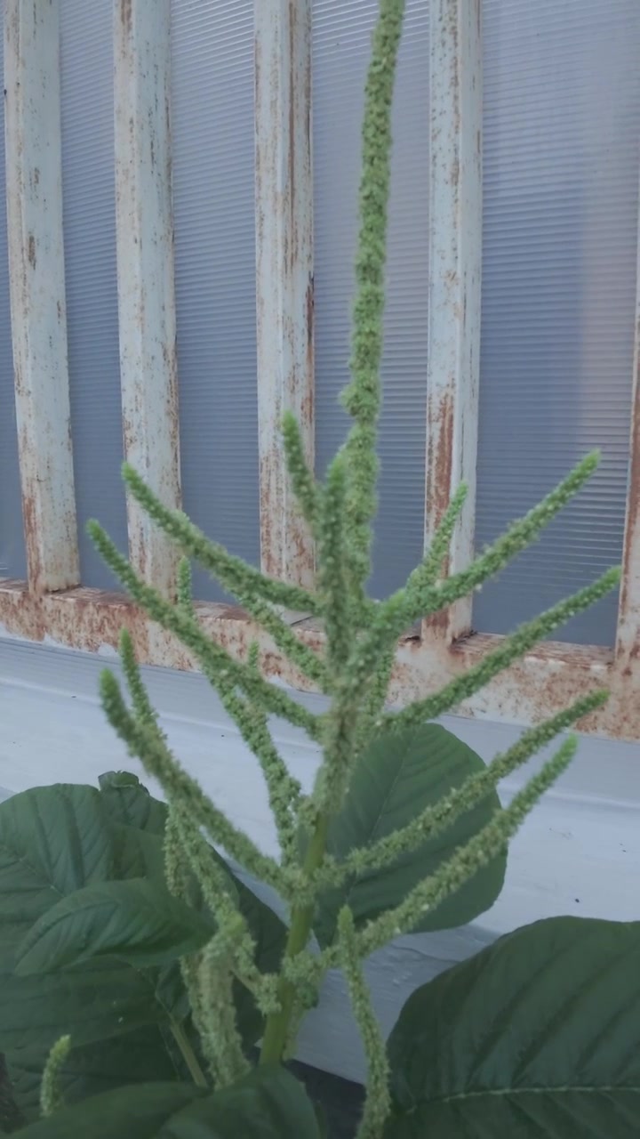 Planta de Amaranto Verde Crescendo Junto a uma Grade de Janela Envelhecida