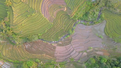 pájaros volando sobre los majestuosos campos de arroz de indonesia, vista aérea desde un avión no tripulado
