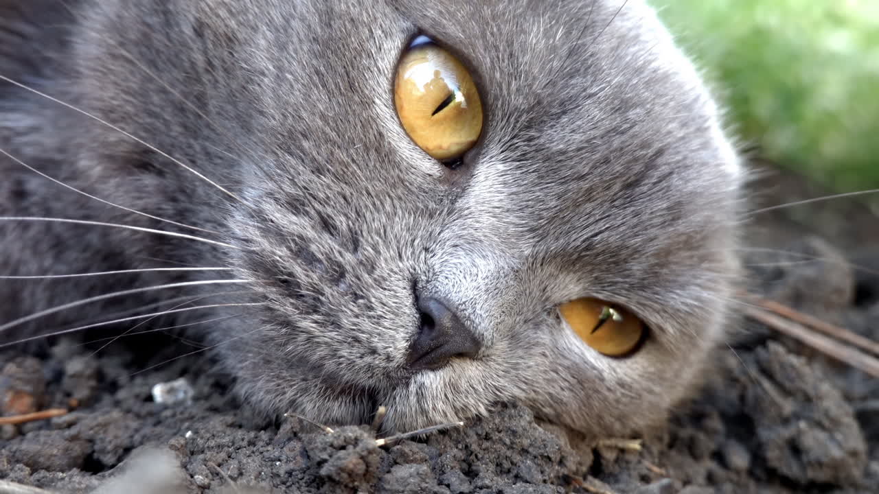 Scottish Fold cat with orange eyes and a red collar resting in a garden