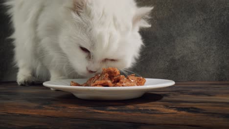 cat eats cat food