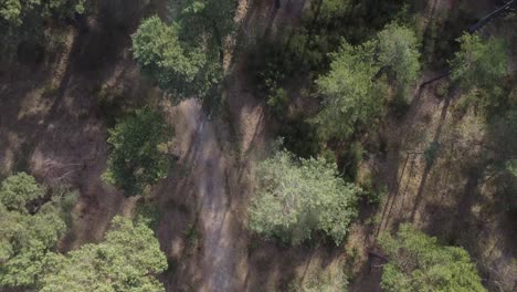 drone shot of natural path through forest from above