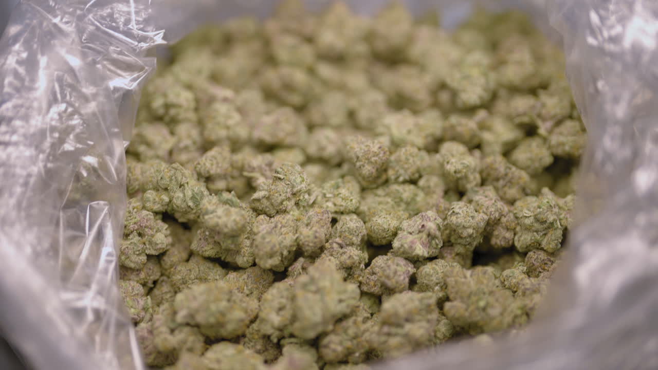 vista de arriba hacia abajo de los cogollos de marihuana en una bolsa de plástico, disparo de seguimiento