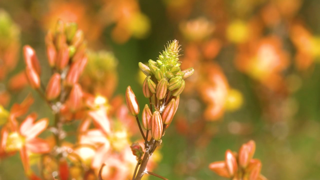 Primo piano di steli arancioni di Bulbine frutescens che ondeggiano alla luce solare intensa con sfondo sfocato, Cassis, Francia