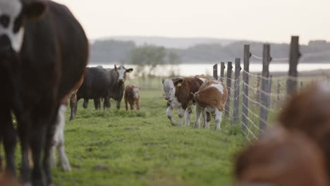 cute calves, baby cows walk along a fence at golden hour in front of a lake in sweden