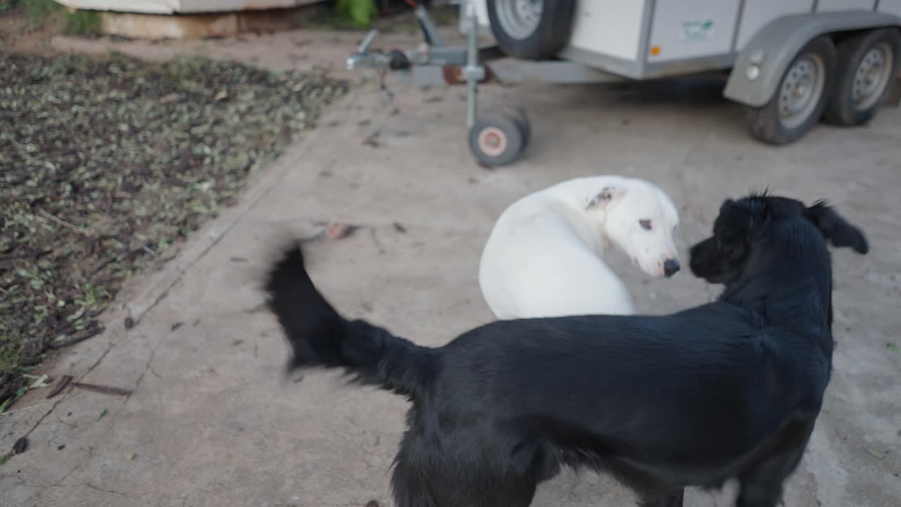 Two Dogs Playing Outdoors