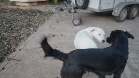 two dogs playing outdoors