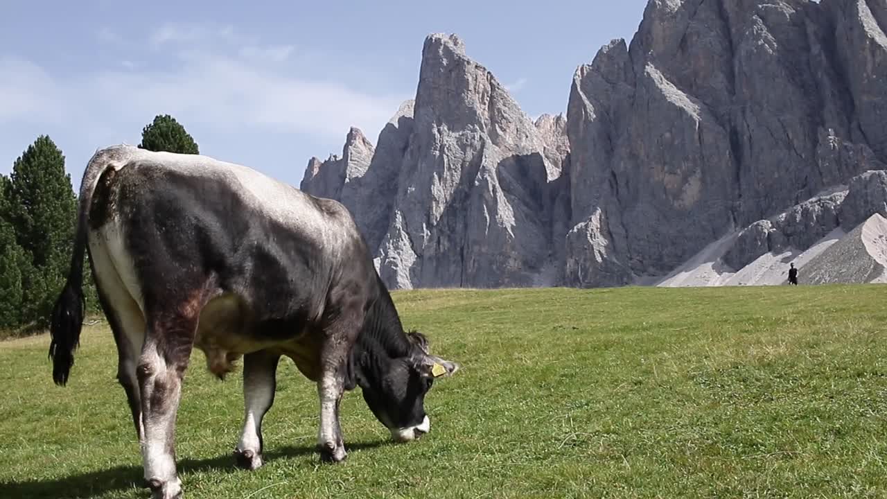 Mucca che pascola tranquillamente su un verde prato alpino con imponenti cime frastagliate sullo sfondo, sotto un cielo azzurro limpido nella regione delle Dolomiti, fotografata durante un tranquillo momento diurno