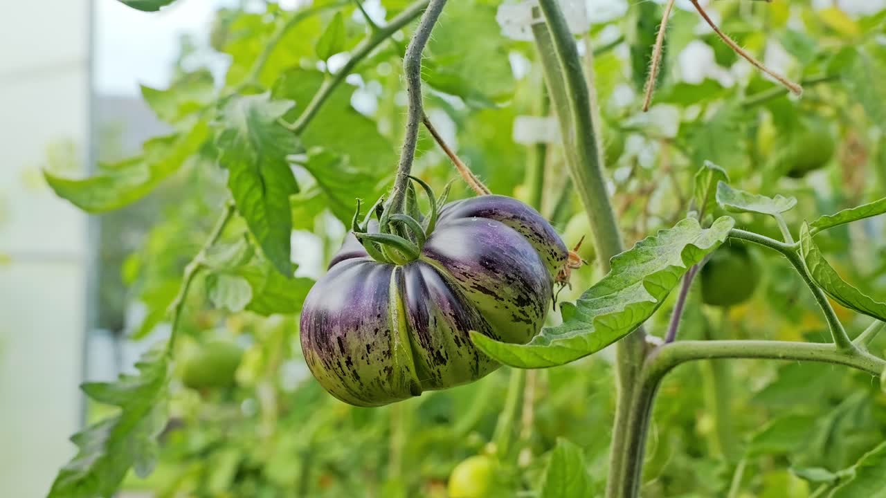 Unique heirloom tomato, deep purple skin ripens under natural greenhouse light