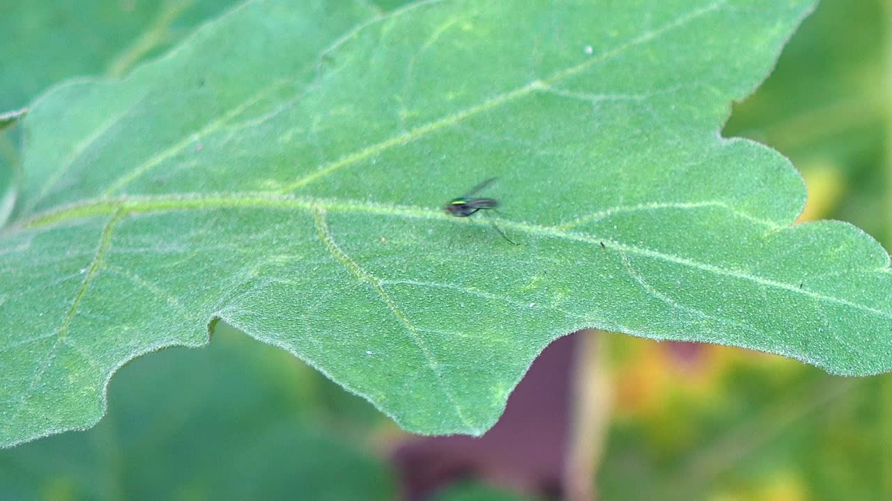 Small Fly Exploring and Feeding on a Green Leaf in the Jungle
