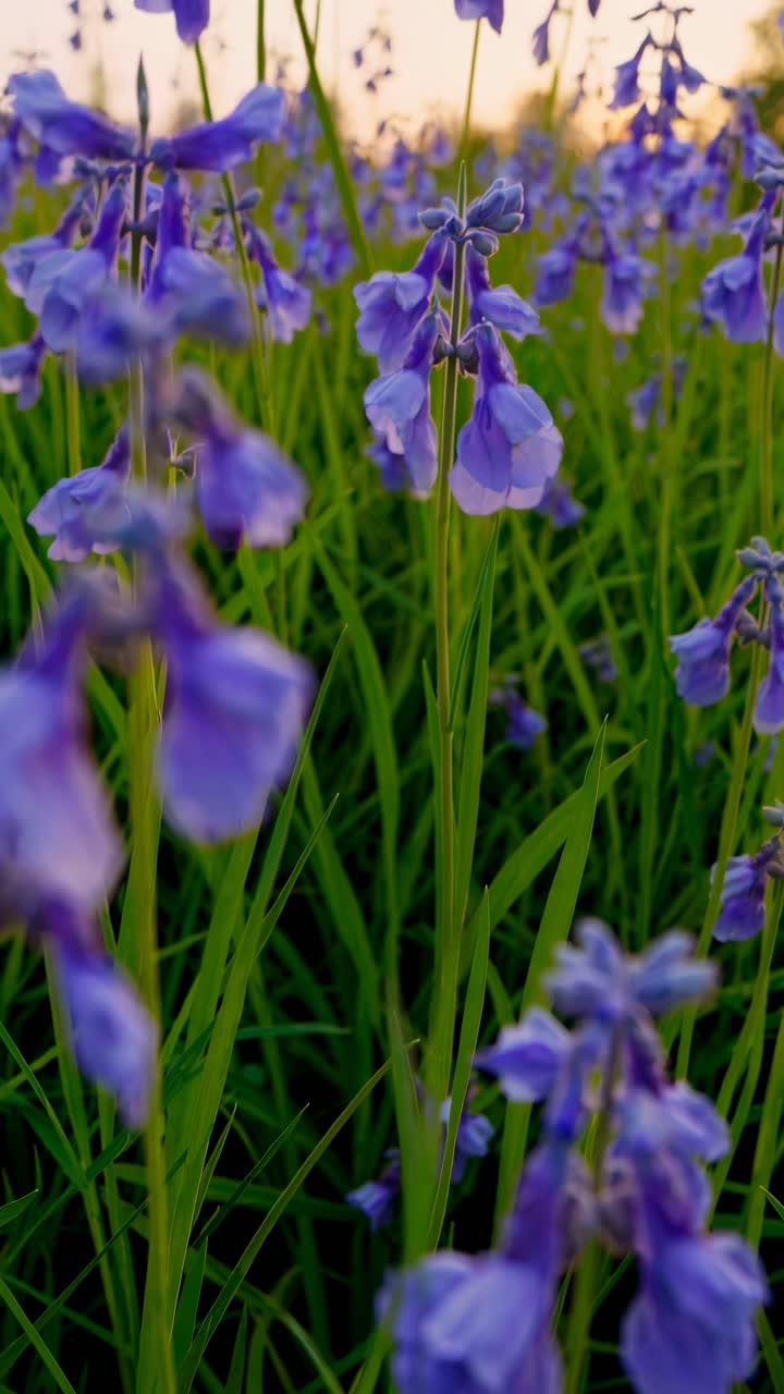Video ravvicinato di vivaci fiori viola in un campo al tramonto, che cattura i delicati petali