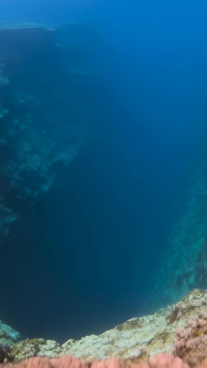 Video vertical: Cámara en movimiento deslizándose sobre un arrecife, revelando corales ramificados, mostrando un desnivel.